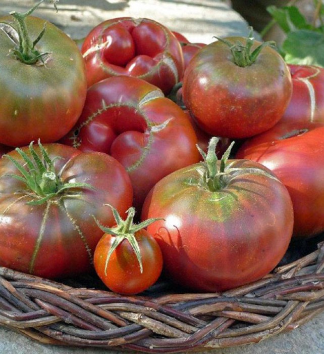 We call our crop of heirloom tomatoes ‘delightful freaks’ because they are far from perfect-looking, but they are so incredibly sweet and delicious!