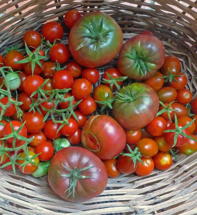 All in all, despite the pests, we managed to have a good crop of tomatoes this year. We hope some of the plants will continue to produce well into the fall…