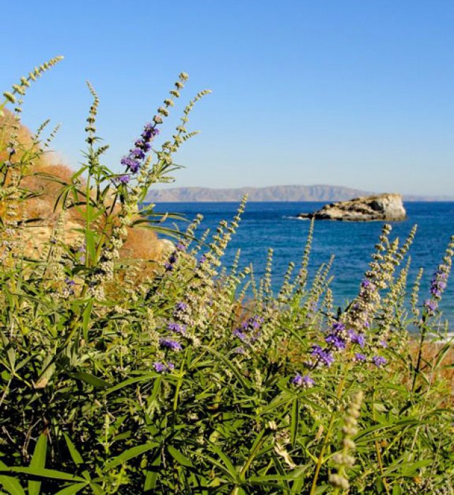 Vitex agnus-castus (chaste tree) in bloom, close to our beach.