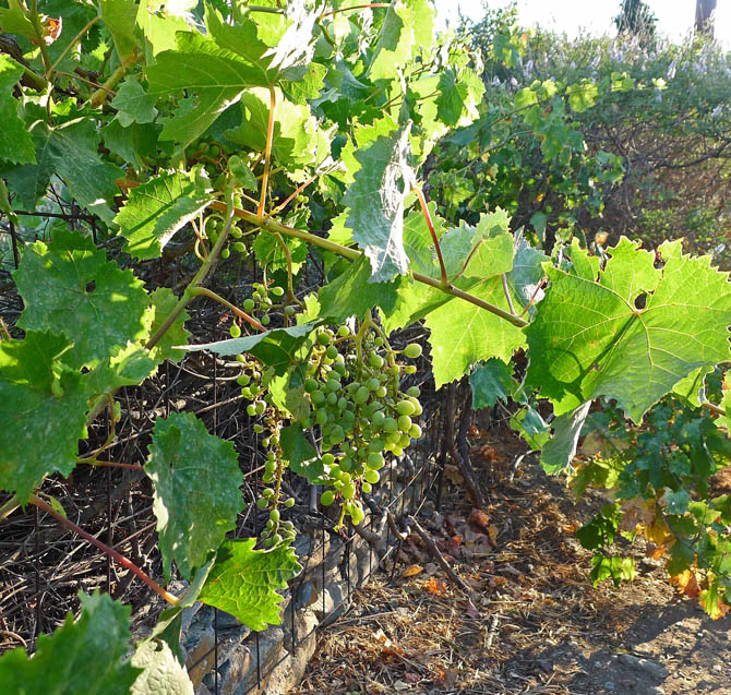 1_grapes_vine_small