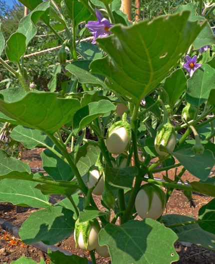 2-Eggplant-tiny-PLANT