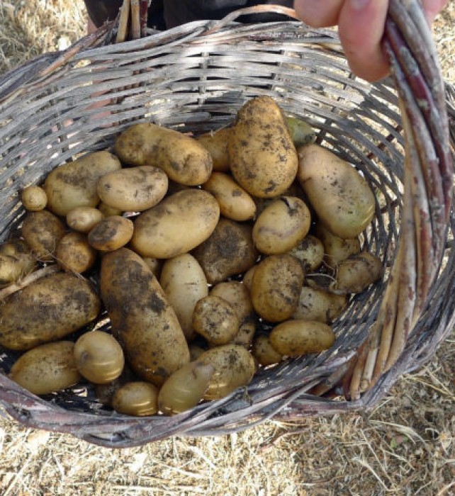 Our very first potato crop, almost a basketful.