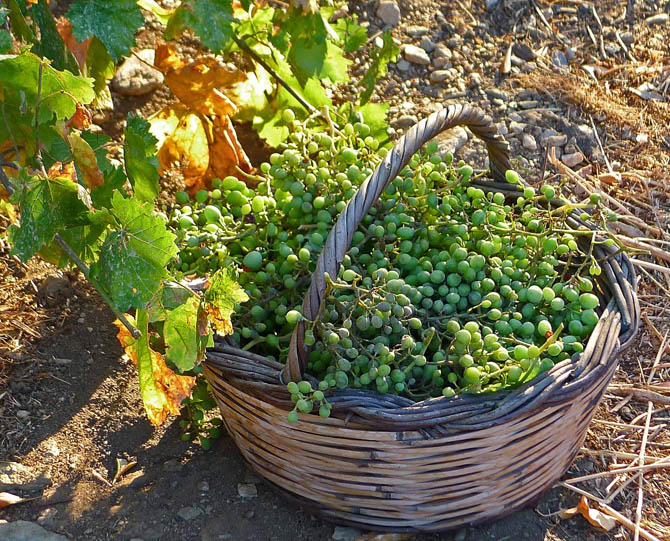 2_grapes_basket_small