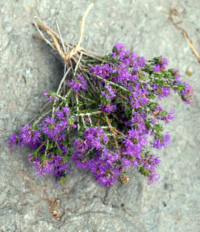 3-thyme-1-small