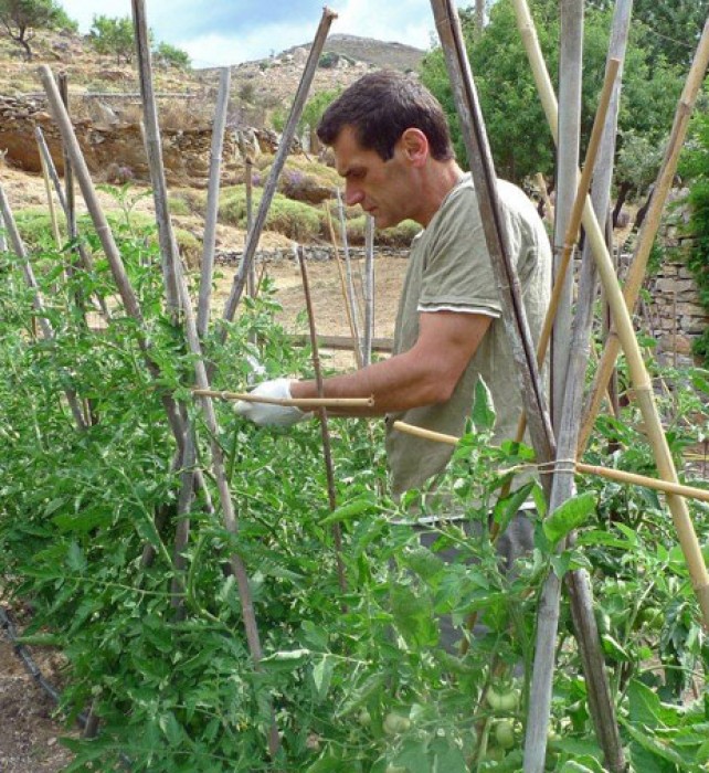 Costas ties the tomato shoots, expanding the frame of canes vertically or horizontally, as the plants grow.