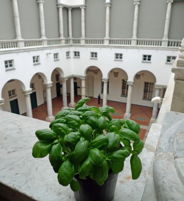 The local DOP basil from Genoa is the base for the traditional pesto.