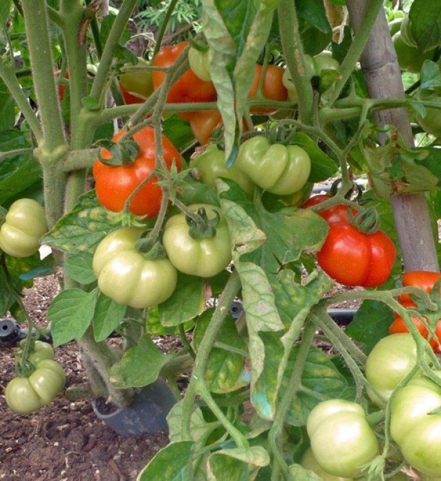 The local so-called ‘Kea or Santorini variety’ of tomatoes are the first to ripen.