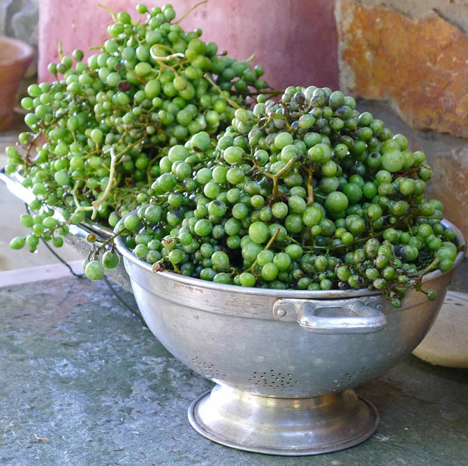 4_grapes_colander_small