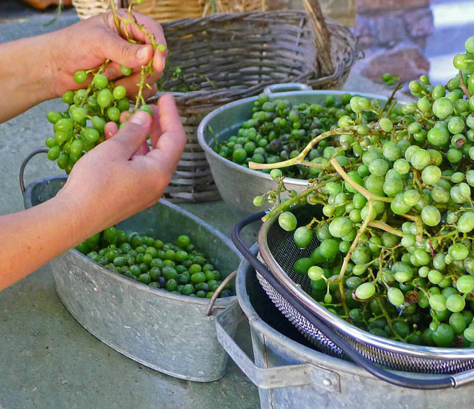 5a_grapes_stems_small