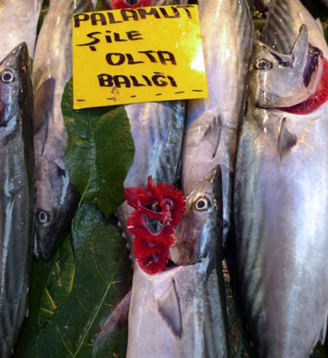 Palamut (small bonito) with exposed gills to attest the fish freshness.