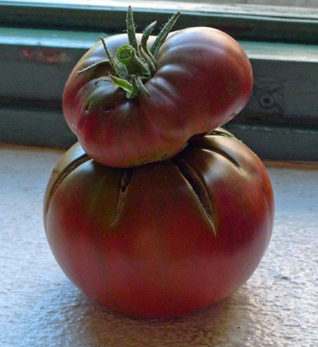 Costas and I debate if we should salvage more tomatoes, cutting them while firm, and half-green, and letting them ripen in the room.