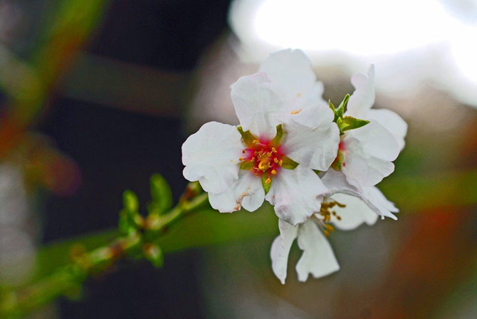 8-almond-blossom1670