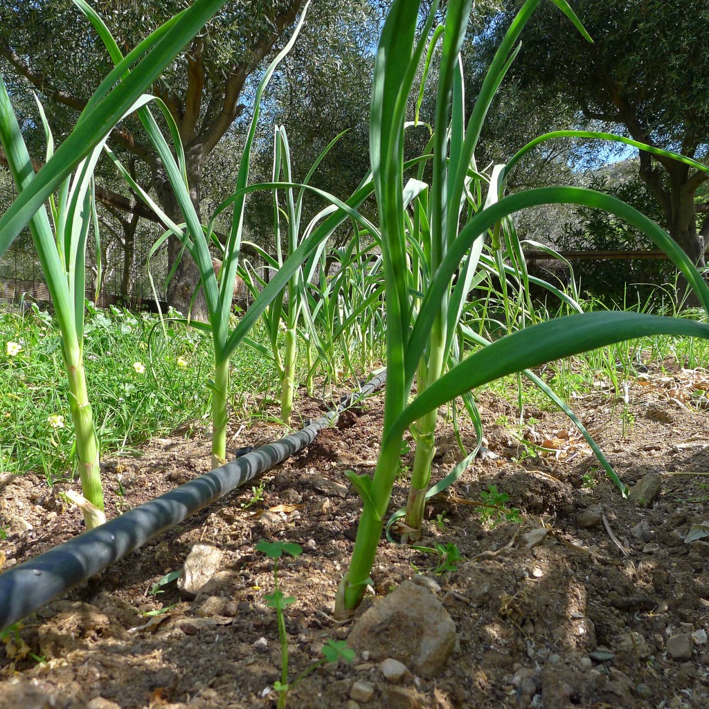 Green garlic (3) SMALL