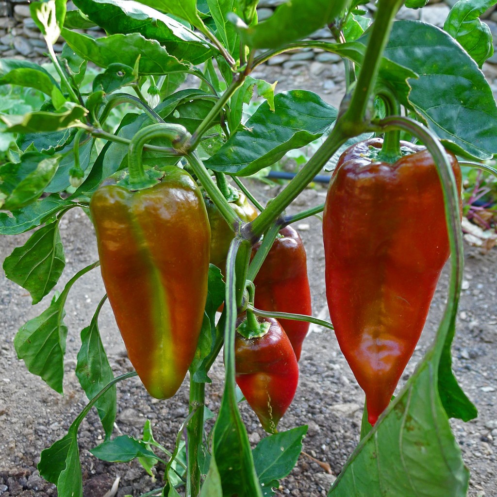 Peppers-plant1-S