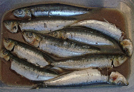 sardine-MARINATEDpost1_430