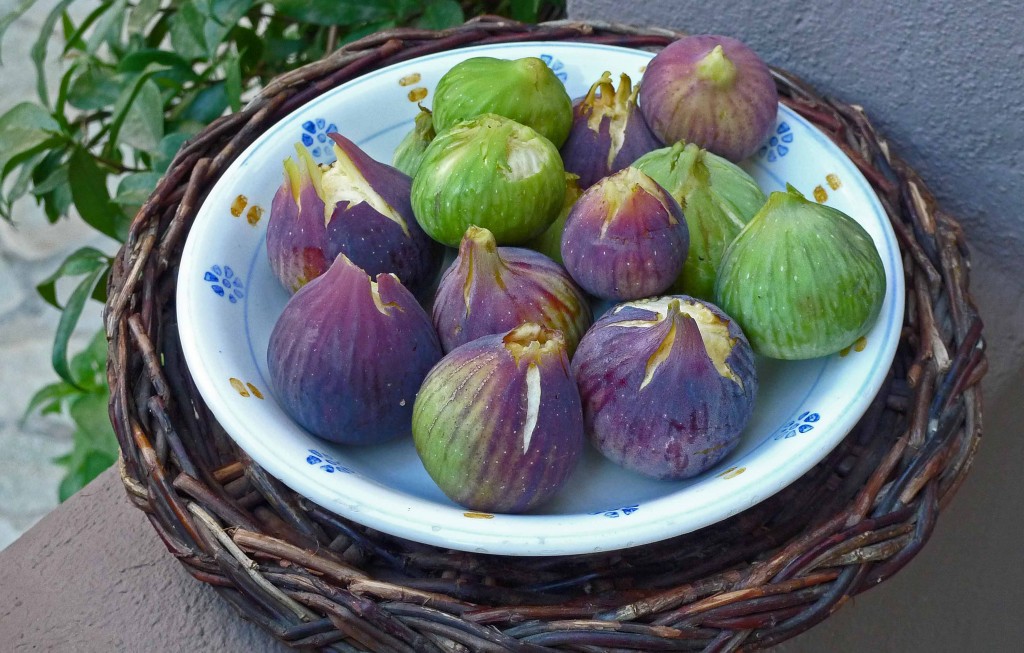 Figs purple & green S