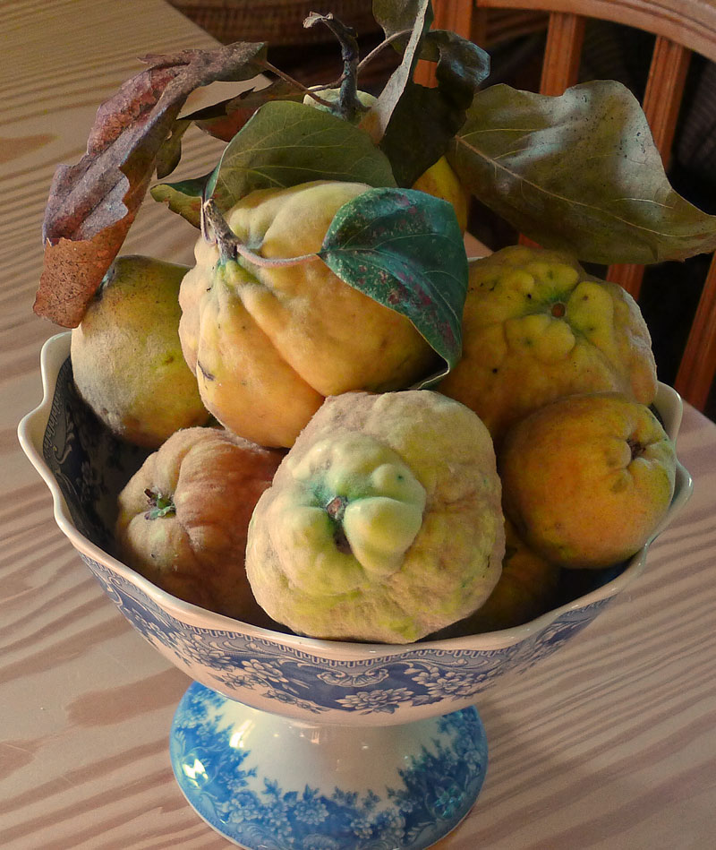 quince-in-bowl-sw